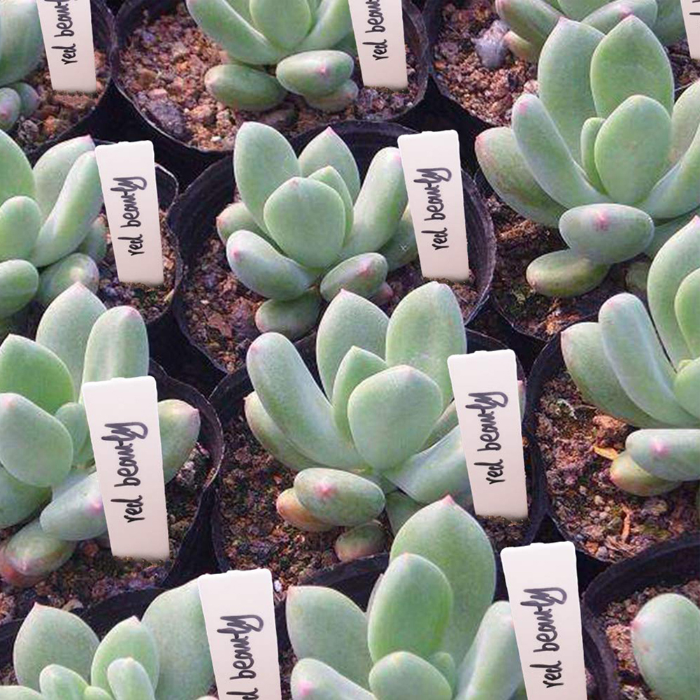 100pcs Plants Labels Indoor Bo – Bonsai Garden Name Bewertung und Preis